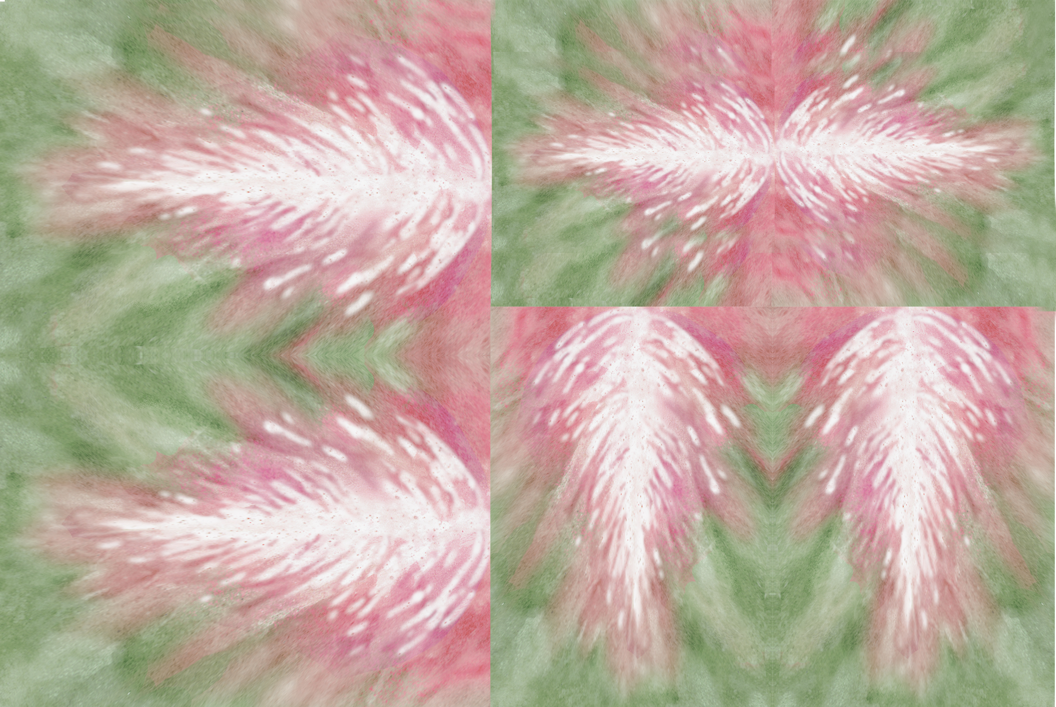 STELLA NATALE ROSA